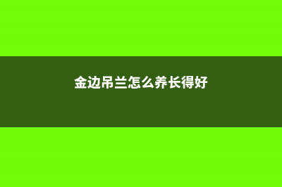 金边吊兰怎么养才能更旺盛 (金边吊兰怎么养长得好)