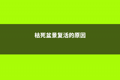 枯死盆景复活的方法 (枯死盆景复活的原因)