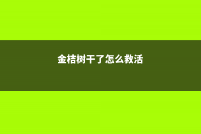 金桔树枯了怎么救活 (金桔树干了怎么救活)