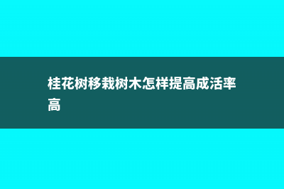 桂花树移植怎保成活 (桂花树移栽树木怎样提高成活率高)