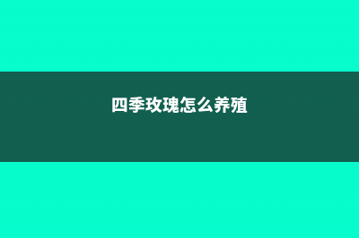 四季玫瑰怎么养 (四季玫瑰怎么养殖)