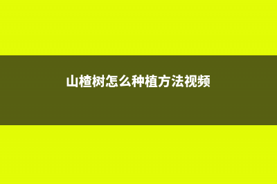 山楂树怎么种 (山楂树怎么种植方法视频)