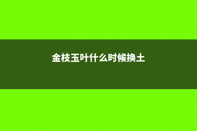 金枝玉叶什么时候换盆 (金枝玉叶什么时候换土)