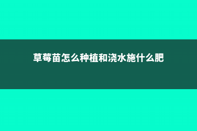 草莓苗怎么种（种植方法详解） (草莓苗怎么种植和浇水施什么肥)