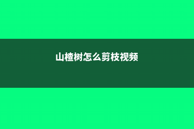 山楂树怎么剪枝 (山楂树怎么剪枝视频)