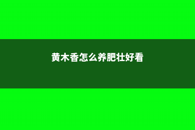 黄木香怎么养，黄木香可以阳台盆栽吗 (黄木香怎么养肥壮好看)