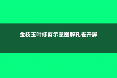 金枝玉叶修剪 (金枝玉叶修剪示意图解孔雀开屏)