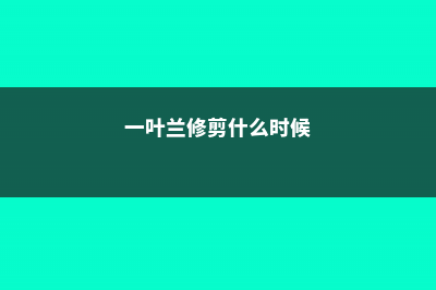 一叶兰如何修剪 (一叶兰修剪什么时候)