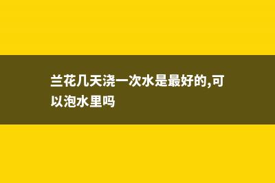 兰花几天浇一次水 (兰花几天浇一次水是最好的,可以泡水里吗)