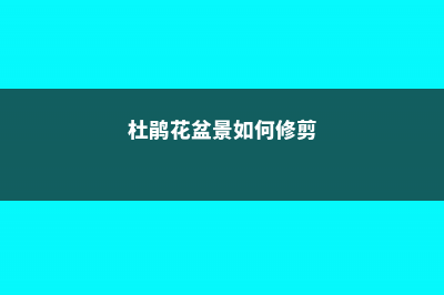 杜鹃花盆景如何修剪，杜鹃花修剪方法图解 (杜鹃花盆景如何修剪)