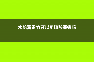 水培富贵竹可以放糖吗，水培富贵竹加多少水 (水培富贵竹可以用硫酸亚铁吗)