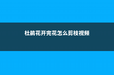 杜鹃花开完花怎么修剪，盆栽杜鹃修剪方法图 (杜鹃花开完花怎么剪枝视频)