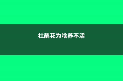 杜鹃花栽不活，杜鹃花要怎么种才能活 (杜鹃花为啥养不活)