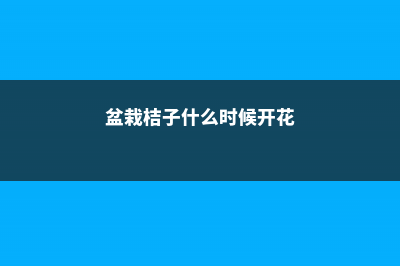 盆栽桔子什么时候剪枝 (盆栽桔子什么时候开花)