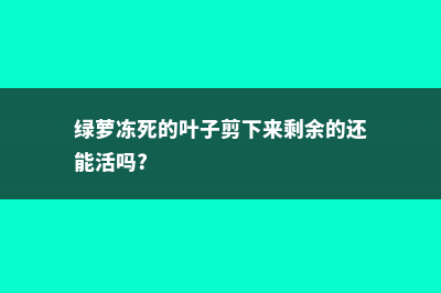 绿萝叶子冻死了怎么办 (绿萝冻死的叶子剪下来剩余的还能活吗?)