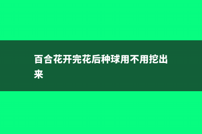 百合花开完花后怎么办 (百合花开完花后种球用不用挖出来)