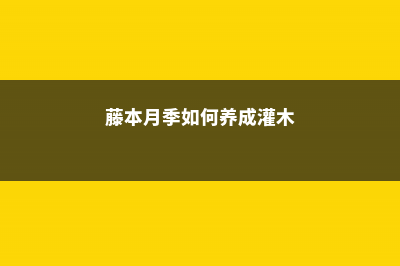 藤本月季如何养护 (藤本月季如何养成灌木)