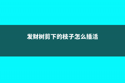 发财树剪下的枝条能否养活 (发财树剪下的枝子怎么插活)