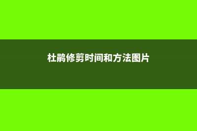 杜鹃修剪时间和方法 (杜鹃修剪时间和方法图片)