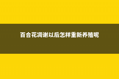 百合花凋谢后如何处理 (百合花凋谢以后怎样重新养殖呢)