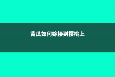 黄瓜如何嫁接到南瓜 (黄瓜如何嫁接到樱桃上)