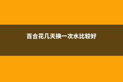 百合花几天换一次水 (百合花几天换一次水比较好)