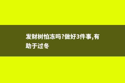 发财树怕冻吗 (发财树怕冻吗?做好3件事,有助于过冬)