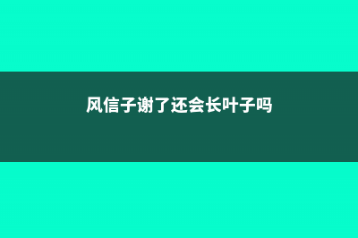 风信子谢了还会再开吗 (风信子谢了还会长叶子吗)