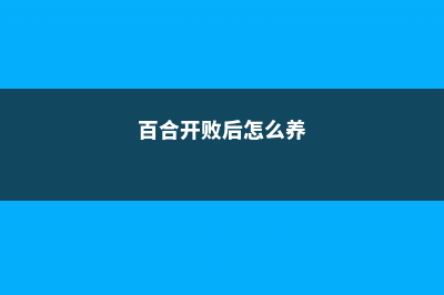 百合开败后怎么处理 (百合开败后怎么养)