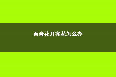 百合花开完花怎么处理 (百合花开完花怎么办)