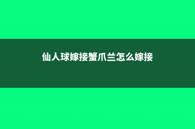 仙人球嫁接蟹爪兰教程 (仙人球嫁接蟹爪兰怎么嫁接)