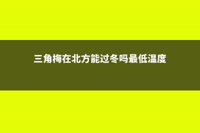 三角梅在北方能地栽吗 (三角梅在北方能过冬吗最低温度)