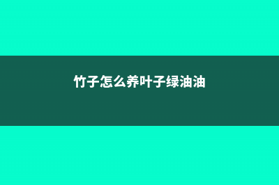 竹子怎么养叶子不黄 (竹子怎么养叶子绿油油)