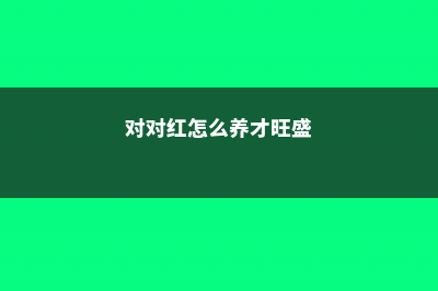 对对红怎么养 (对对红怎么养才旺盛)