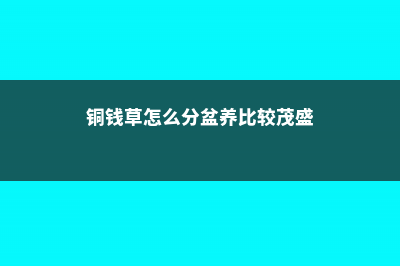 铜钱草分盆方法和日常养护 (铜钱草怎么分盆养比较茂盛)