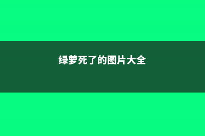 绿萝死了还能活吗 (绿萝死了的图片大全)