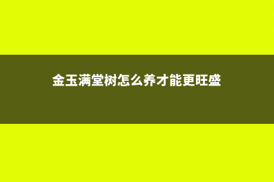 金玉满堂树咋过冬 (金玉满堂树怎么养才能更旺盛)