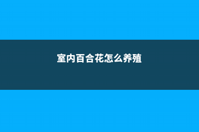 百合花怎么养殖 (室内百合花怎么养殖)