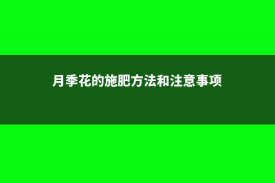 月季花的施肥方法 (月季花的施肥方法和注意事项)