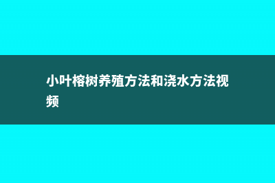 小叶榕树的养殖方法 (小叶榕树养殖方法和浇水方法视频)