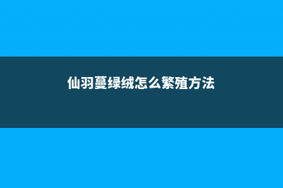 仙羽蔓绿绒怎么养 (仙羽蔓绿绒怎么繁殖方法)