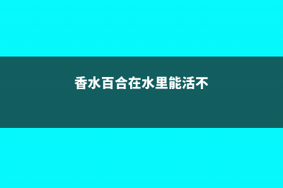 香水百合在水里怎么养 (香水百合在水里能活不)