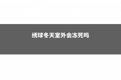 绣球冬天室外会冻死吗 (绣球冬天室外会冻死吗)