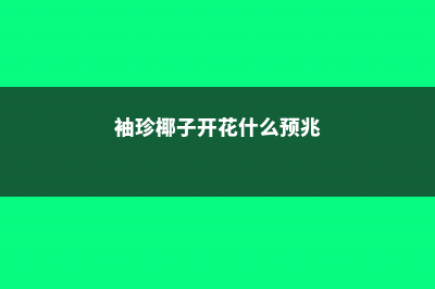 袖珍椰子开花什么预兆，怎么养才会开花 (袖珍椰子开花什么预兆)