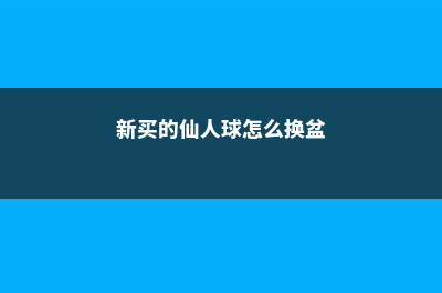 新买的仙人球怎么种植 (新买的仙人球怎么换盆)