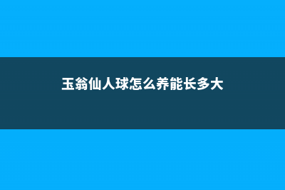 玉翁仙人球怎么养开花 (玉翁仙人球怎么养能长多大)