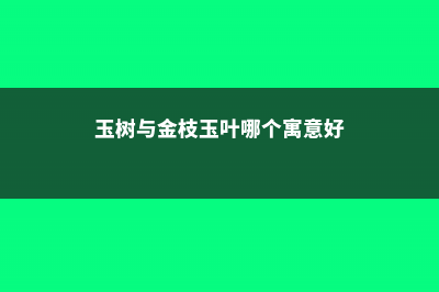 玉树与金枝玉叶的区别 (玉树与金枝玉叶哪个寓意好)