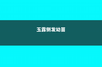 玉露侧芽分株教程 (玉露侧发幼苗)