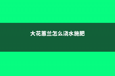 大花蕙兰怎么浇水 (大花蕙兰怎么浇水施肥)