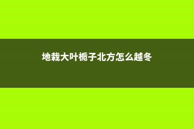 大叶桅子在北方怎么养 (地栽大叶栀子北方怎么越冬)